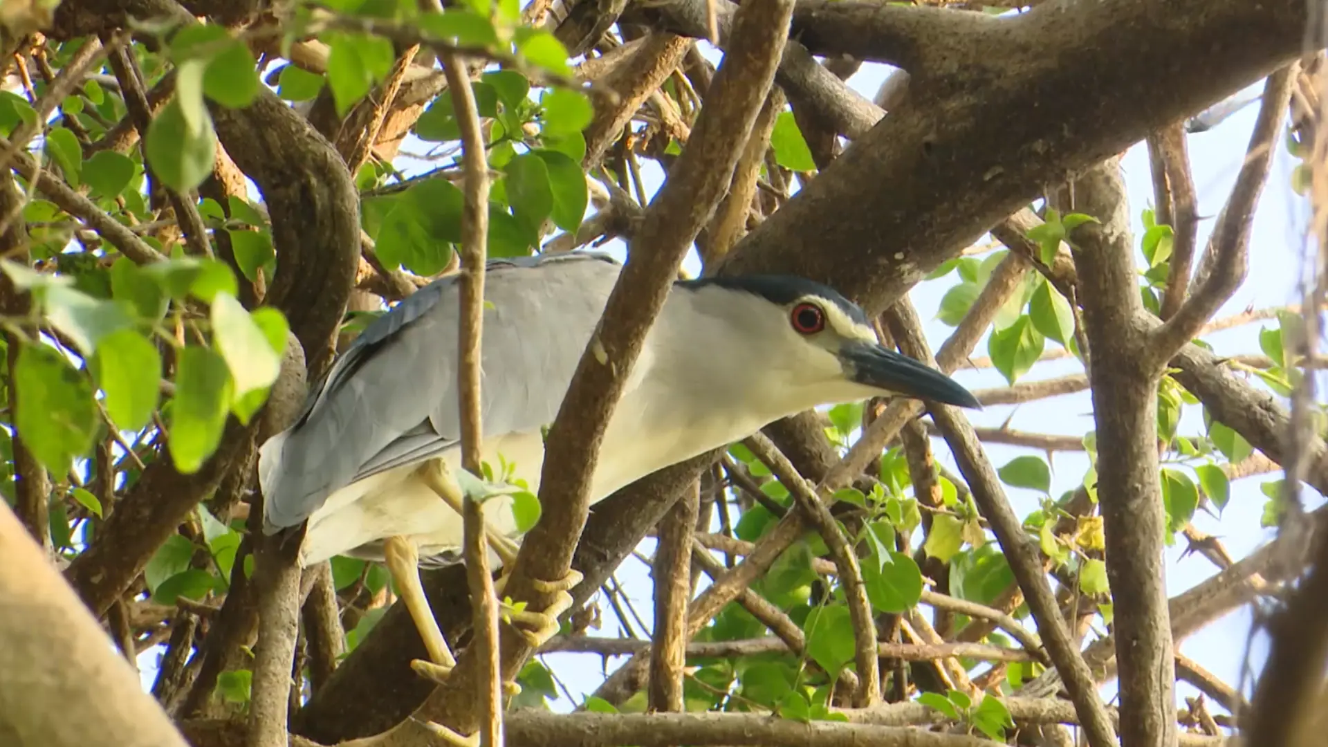 Bảo vệ chim hoang dã | Tạp chí Kiểm lâm | 15/11/2025